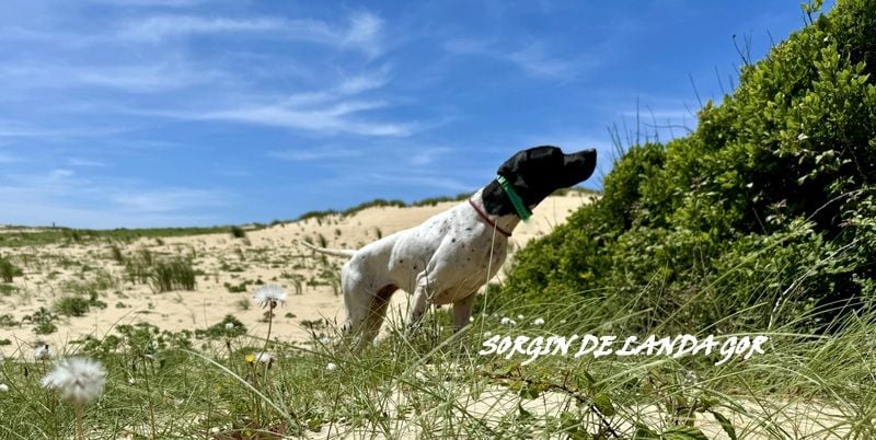 de landa gori - SORGIN DE LANDA GORI/Entraînement ..Espagne