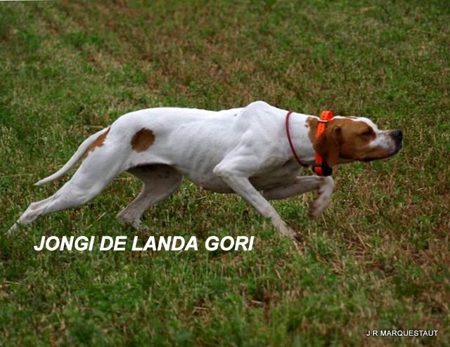 de landa gori - JONGI DE LANDA GORI...T A N et Sélection...