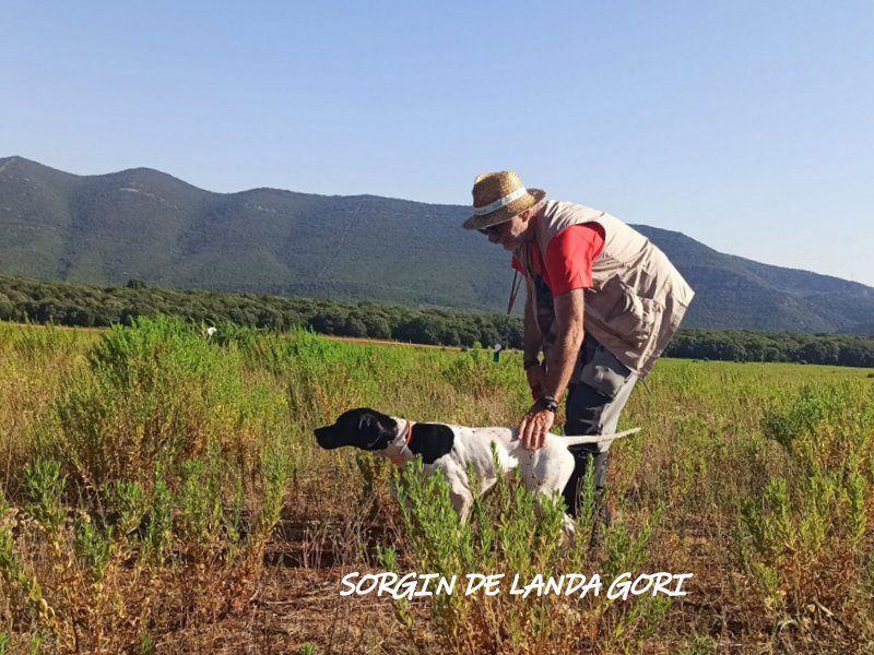 de landa gori - SORGIN DE LANDA GORI :Chasse la caille BURGOS !