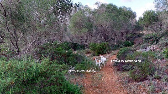 de landa gori - ONDOA et PEPA DE LANDA GORI :Chasse perdreaux rouges BALEARES!