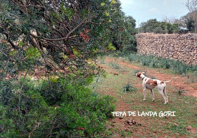 de landa gori - PEPA DE LANDA GORI :Chasse perdreaux rouges BALEARES 