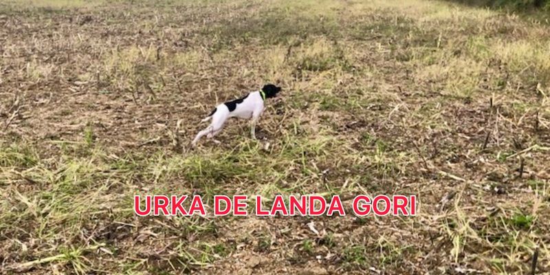 de landa gori - URKA DE LANDA GORI/CHASSE Lot et GARONNE