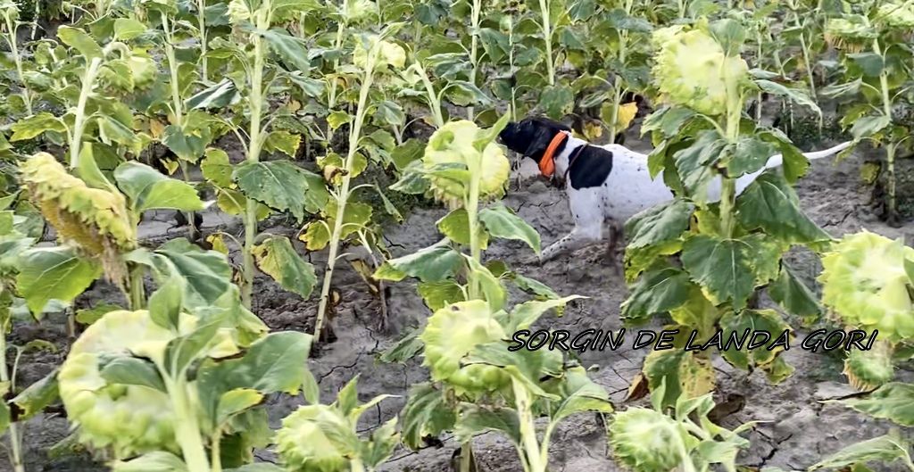 de landa gori - SORGIN DE LANDA GORI :Chasse le perdreaux rouge LUBERON !