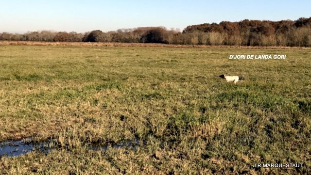 de landa gori - D'JORI DE LANDA GORI : Chasse les bécassines !!!