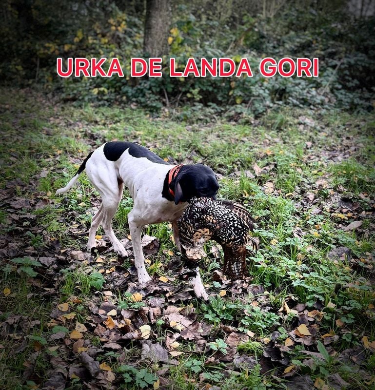 de landa gori - URKA DE LANDA GORI/Chasse le faisan vénéré/NORD