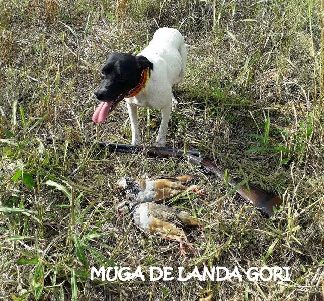 de landa gori - MUGA DE LANDA GORI ;Chasse perdreaux rouges PROVENCE !