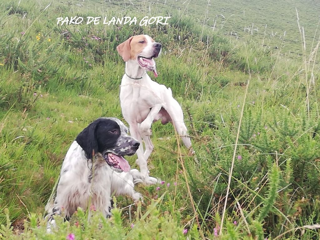 de landa gori - PACO DE LANDA GORI :Entraînement Montagne CANTABRIE !