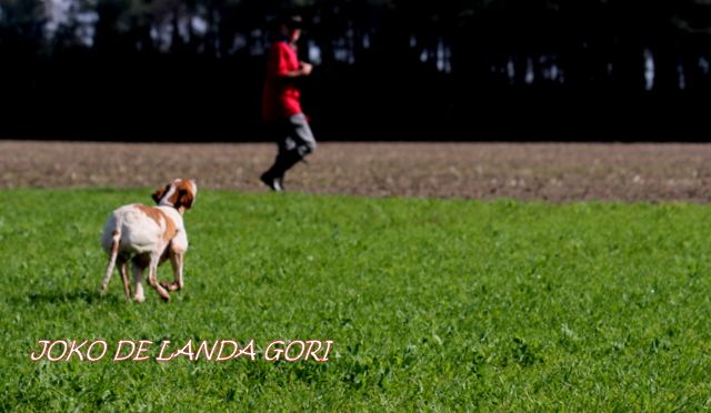 de landa gori - JOKO DE LANDA GORI :Entraînement sur perdreaux rouges !