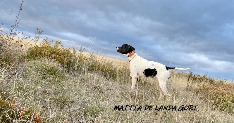 de landa gori - MAITIA DE LANDA GORI ;Chasse Entraînement perdreaux Burgos !