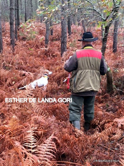 de landa gori - ESTHER DE LANDA GORI. Training bécasses pour les championnats Europe !