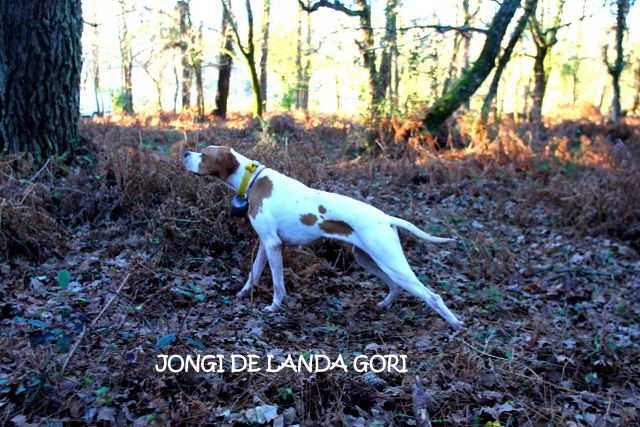 de landa gori - JONGI DE LANDA GORI ;Chasse la bécasse SUD DES LANDES !