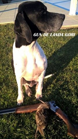 de landa gori - GUN DE LANDA GORI : Chasse à la bécasse !!!