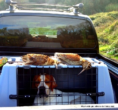 de landa gori - GIRU DE LANDA GORI ....Chasse bécasses en CORSE !!