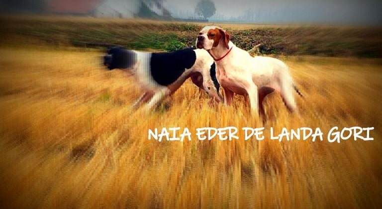 de landa gori - NAIA EDER DE LANDA GORI ;Chasse la bécassine en ITALIE