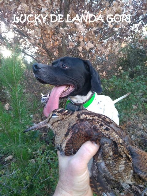 de landa gori - LUCKY DE LANDA GORI ;Chasse la bécasse SUD EST 