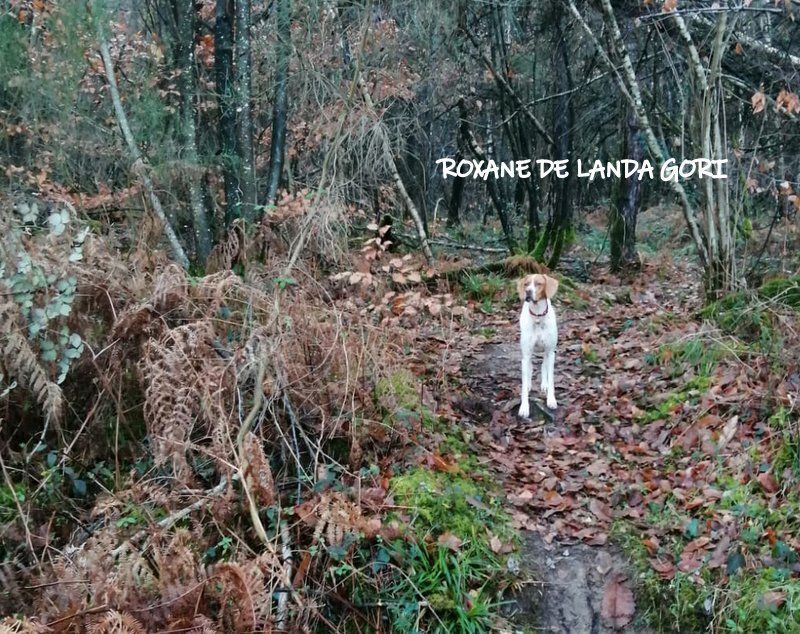 de landa gori - ROXANE DE LANDA GORI ;Chasse bécasse LIMOUSIN et Voeux !