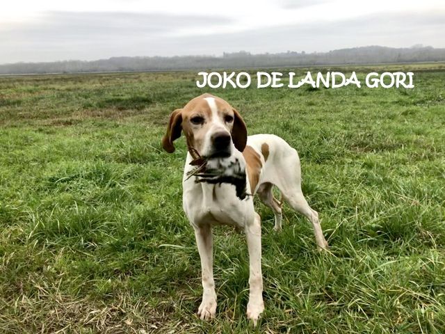 de landa gori - JOKO DE LANDA GORI ;Chasse la bécassine !