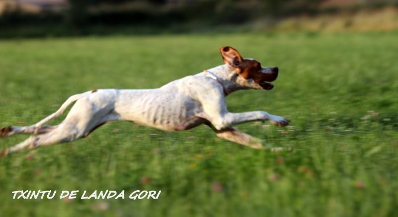 de landa gori - TXINTU DE LANDA GORI :Ouverture de la chasse LUBERON !