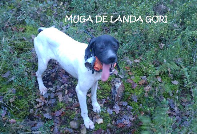 de landa gori - MUGA DE LANDA GORI :Chasse la bécasse VAUCLUSE !!