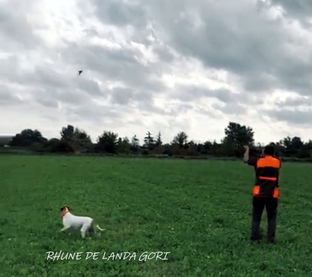 de landa gori - RHUNE DE LANDA GORI :Chasse bécassines ..!