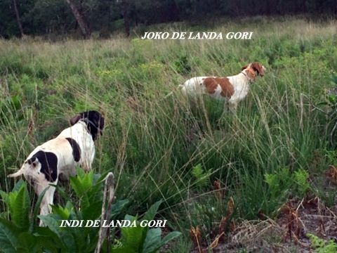 de landa gori - INDI ET JOKO DE LANDA GORI..Training !!!