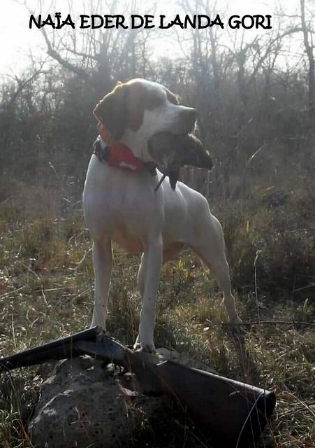 de landa gori - NAÏA EDER DE LANDA GORI (12,5mois)Chasse la bécasse BURGOS ESPAGNE !