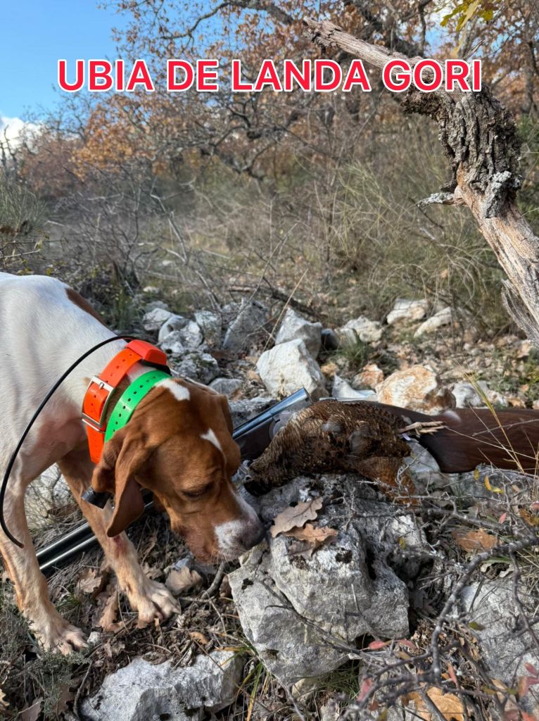 de landa gori - UBIA DE LANDA GORI/Chasse la bécasse/PROVENCE