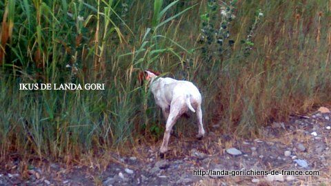 de landa gori - IKUS DE LANDA GORI..Training compagnies de "ROUGES"