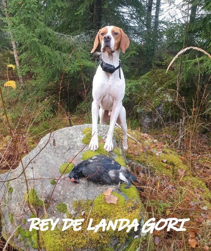 de landa gori - REY DE LANDA GORI :Chasse le TETRAS LYRE NORVEGE 2 !