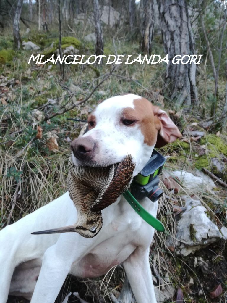 de landa gori - MLANCELOT DE LANDA GORI ; Chasse la bécasse montagne ALPES !