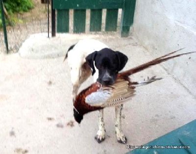 de landa gori - HIDALGO DE LANDA GORI...Chasse !!!