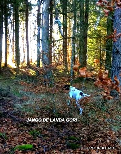 de landa gori - JANGO DE LANDA GORI : Chasse à la bécasse !!!