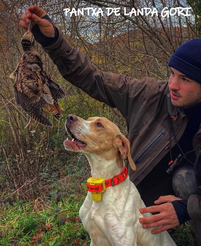 de landa gori - PANTXA DE LANDA GORI Chasse bécasse montagnes Pyreneenes !