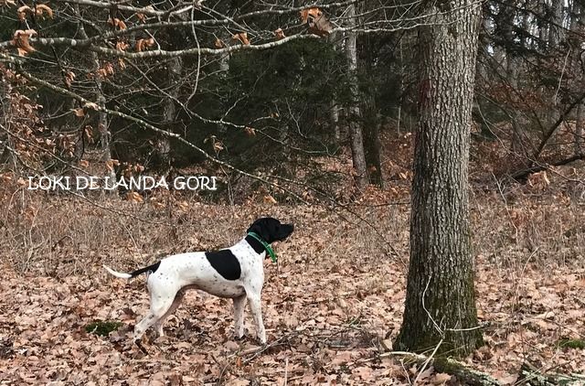 de landa gori - LOKI DE LANDA GORI :Chasse la bécasse en AUVERGNE !