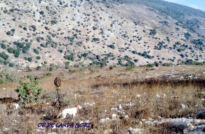 de landa gori - OR DE LANDA GORI :Entraînement perdreaux .Montagne LIBAN !