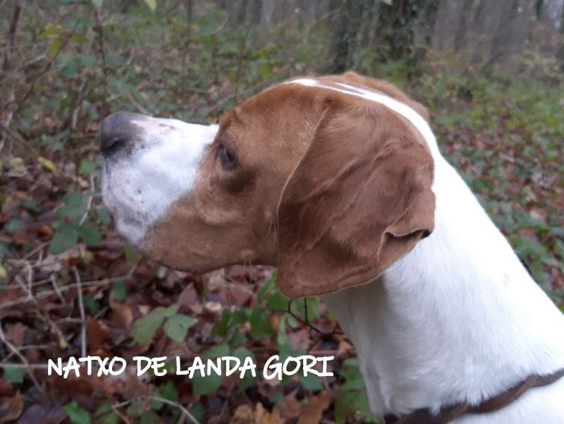 de landa gori - NATXO DE LANDA GORI :Chasse OISE !