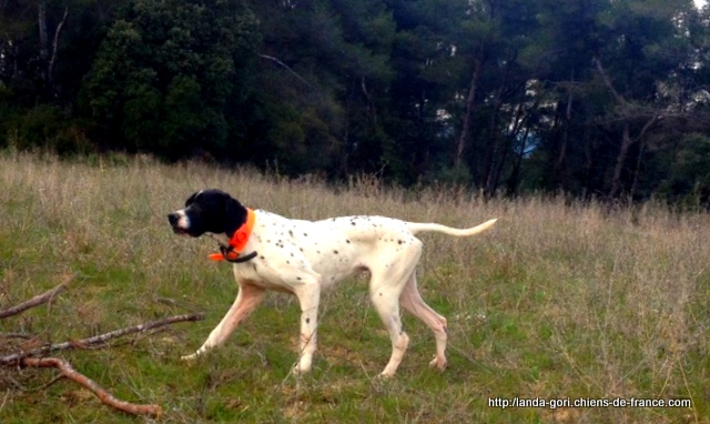 de landa gori - IBAR DE LANDA GORI...Training avec SID !!