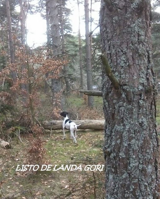 de landa gori - LISTO DE LANDA GORI entraînement BECASSE !!