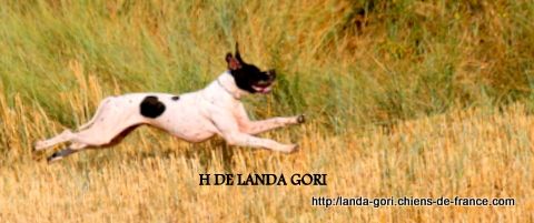 de landa gori - H DE LANDA GORI !! T A N et Sélection !!