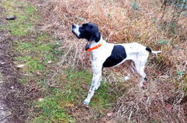 de landa gori - LAGUN AB DE LANDA GORI .Chasse à la bécasse et voeux !!!