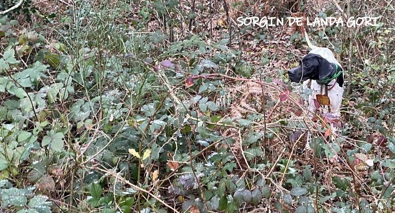 de landa gori - SORGIN DE LANDA GORI ;Chasse la bécassedans le BEARN !