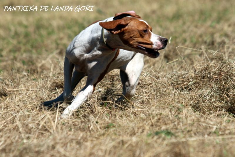 de landa gori - PANTXIKA DE LANDA GORI RCACT SERBIE!