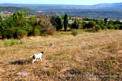 de landa gori - ESTHER et FILETA DE LANDA GORI .....Chasse !