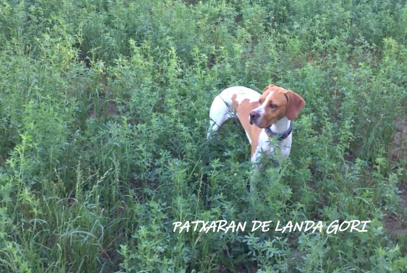 de landa gori - PATXARAN DE LANDA GORI :Entrainement cailles sauvages ESPAGNE !