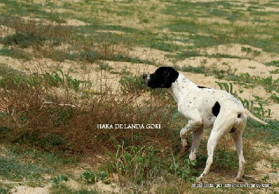 de landa gori - HAKA DE LANDA GORI  9mois