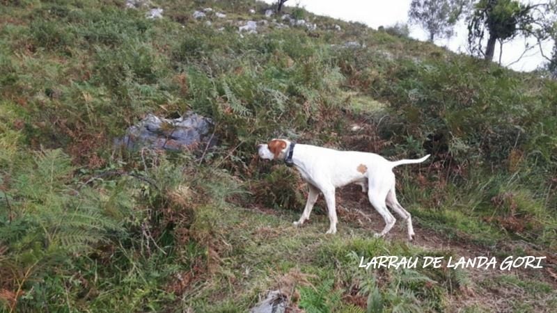 de landa gori - LARRAU DE LANDA GORI :Chasse perdreaux montagne PYRENEES !