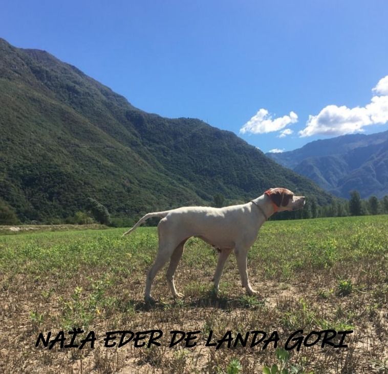 de landa gori - NAIA EDER DE LANDA GORI: Entraînement perdreaux ITALIE !