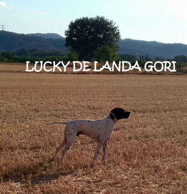 de landa gori - LUCKY DE LANDA GORI :Entraînement ..!