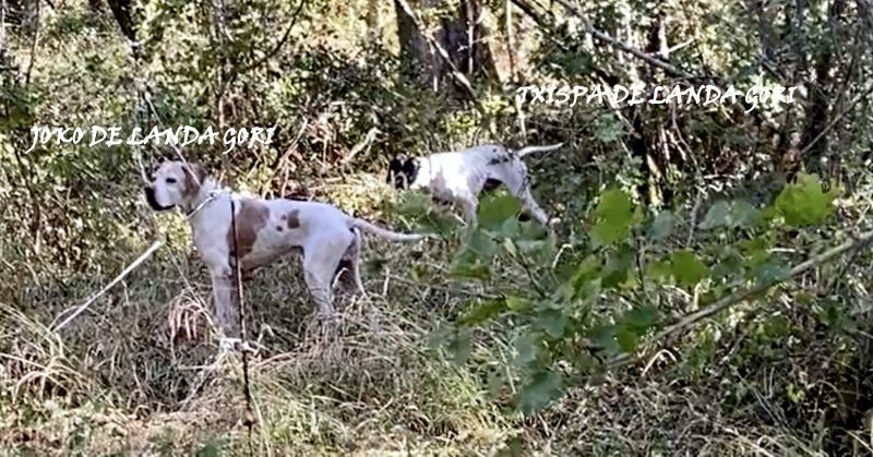 de landa gori - JOKO et TXISPA DE LANDA GORI : Chasse la bécasse !