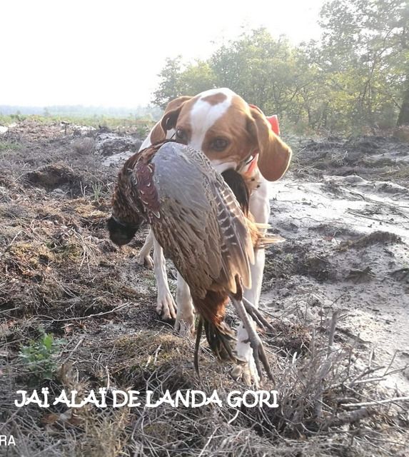 de landa gori - JAÏ ALAÏ DE LANDA GORI ;Rapport !!